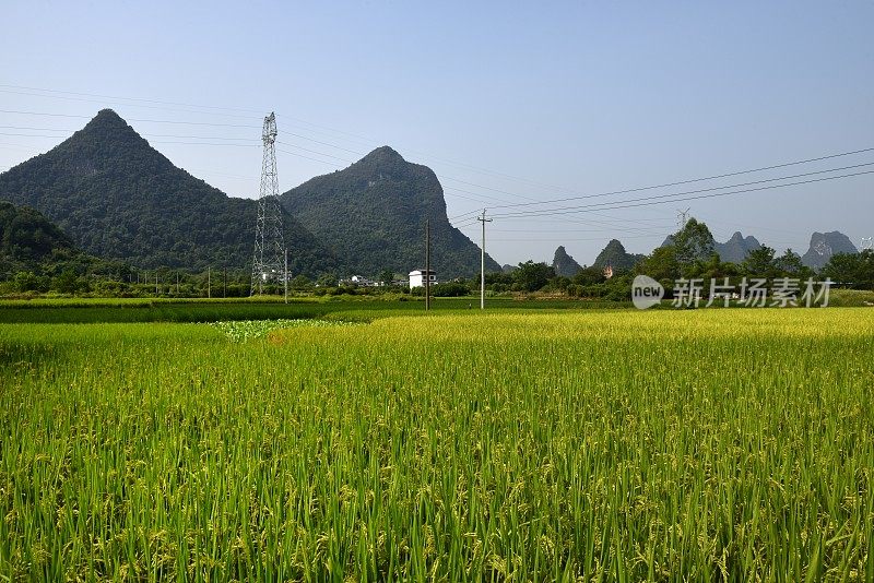 喀斯特地貌未污染农业区-稻田