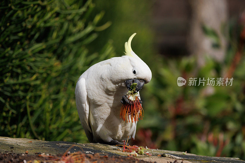 硫冠凤头鹦鹉，仙人掌