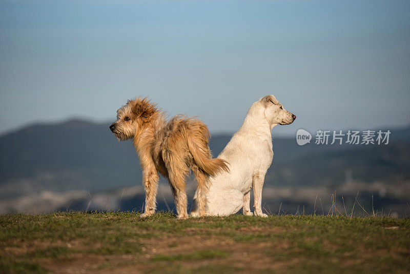 两只狗在看杜米特的全景