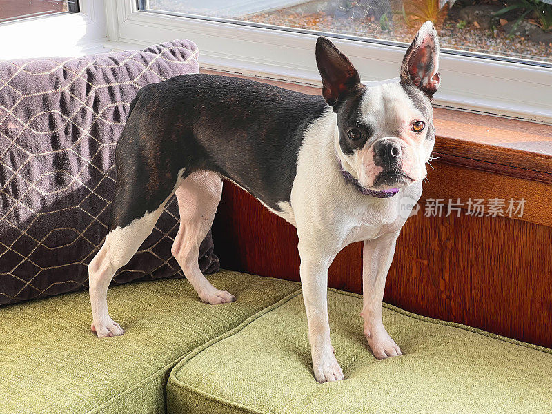 一只波士顿梗狗站在飘窗长椅的靠垫上。