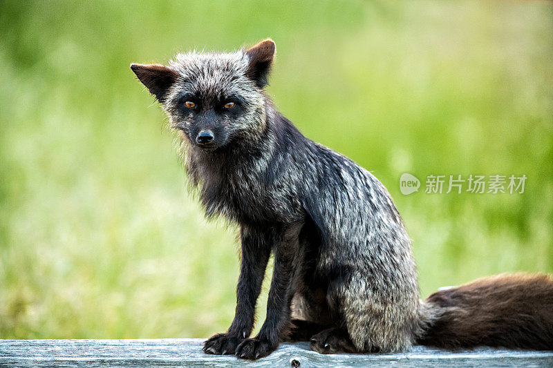 美国华盛顿州圣胡安岛，一只银狐在树林里的特写
