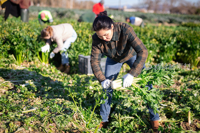 亚洲妇女和一队农场工人在田地里整理成熟的芹菜