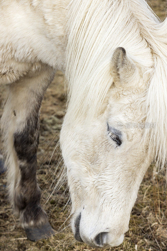冰岛马的特写，这是一种只能在冰岛繁殖的马