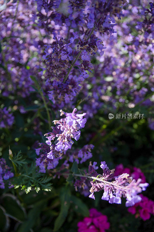 草地上的野花特写