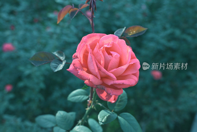 ROSE(2022年10月)