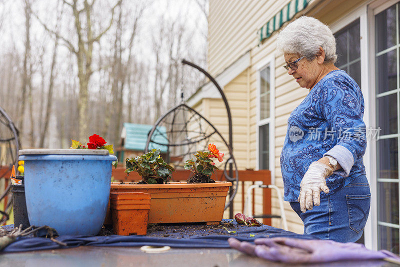 退休妇女在春天的露台上种花。