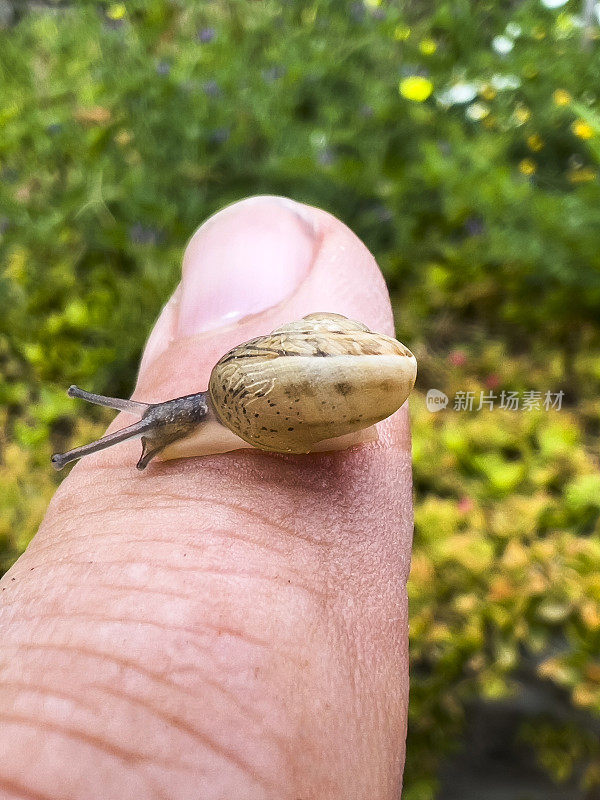 人类手指上的小蜗牛，特写