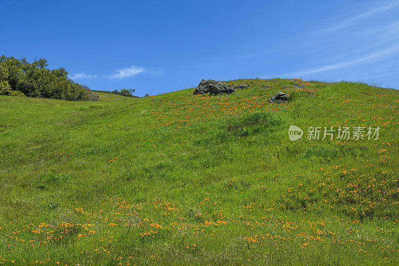 盛开的加州罂粟野花特写