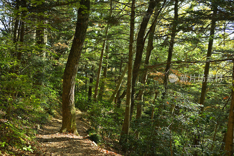 秋天的风景，高尾山，日本东京(11月-2022年)