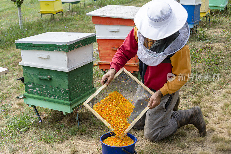 养蜂人在他的农场里照料他的蜜蜂。