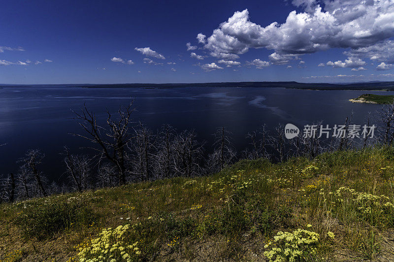 黄石湖岸边郁郁葱葱的美丽野花草地，风景秀丽