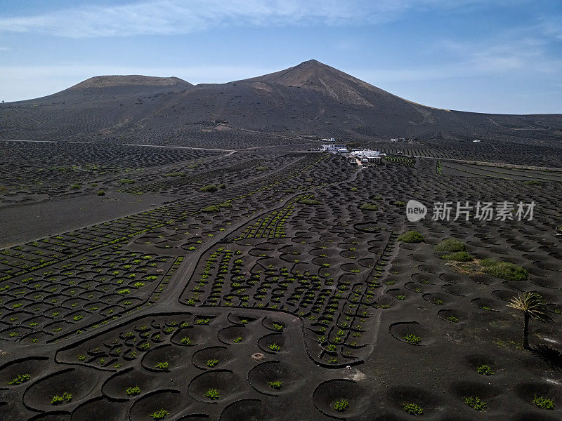 西班牙加那利群岛兰萨罗特岛拉格里亚葡萄酒谷的鸟瞰图。