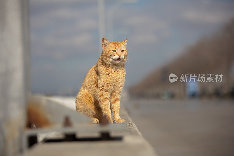 姜黄色的流浪猫。