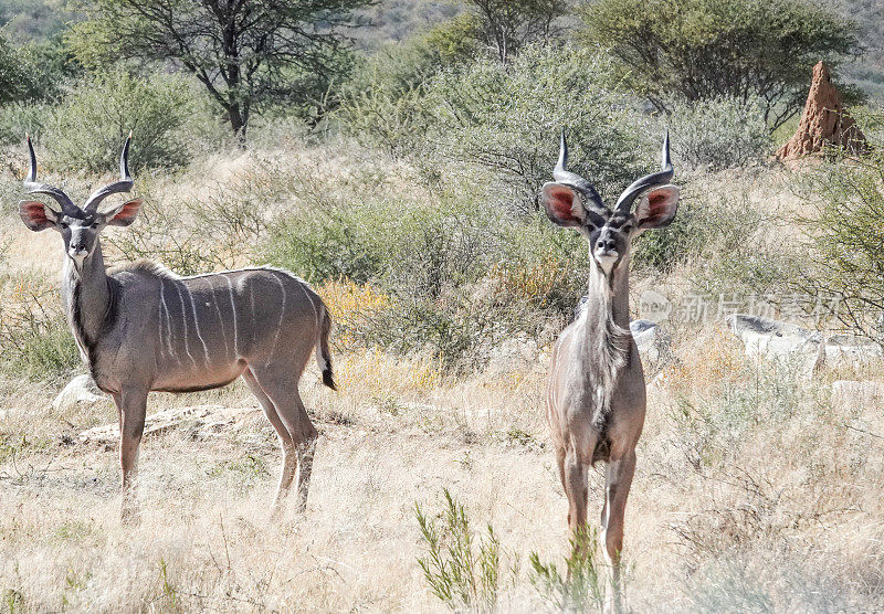 纳米比亚Otjozondjupa地区Omboroko山区的巨尾羚