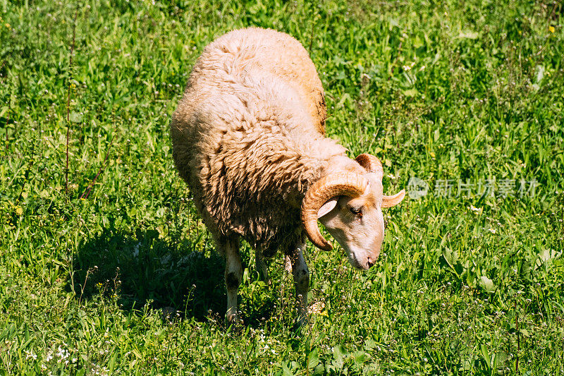 公羊在草地上吃草