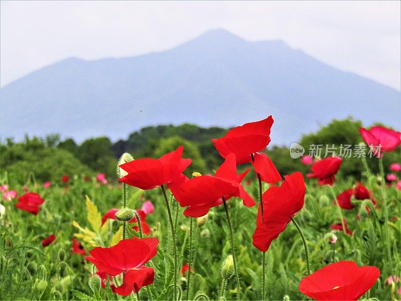 日本。五月筑波山下的罂粟田。