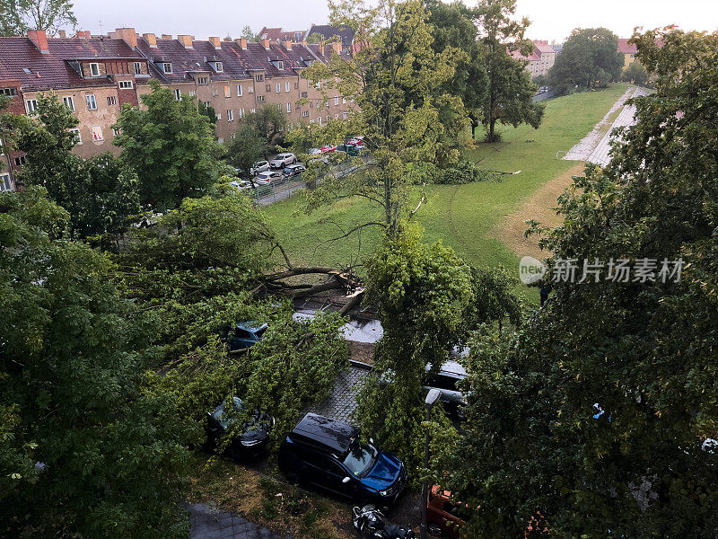 暴风雨过后，柏林一个居民区倒下的树木