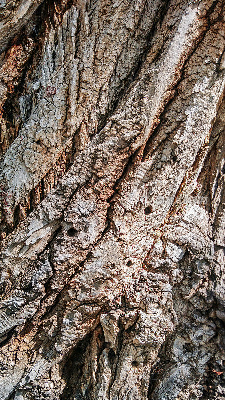 高分辨率小插图旧的严重沟槽和扭曲的杨树树皮满是弹孔细节