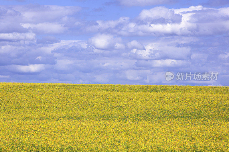 只有蓝色和白色的天空和黄色的油菜籽