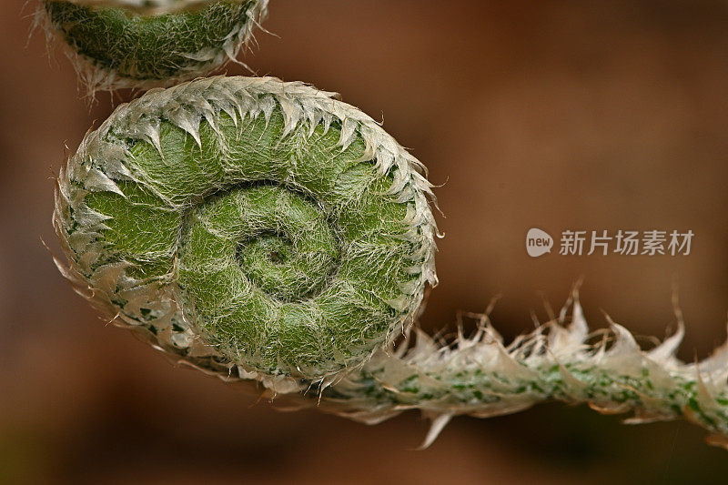 蕨类植物在春天发芽