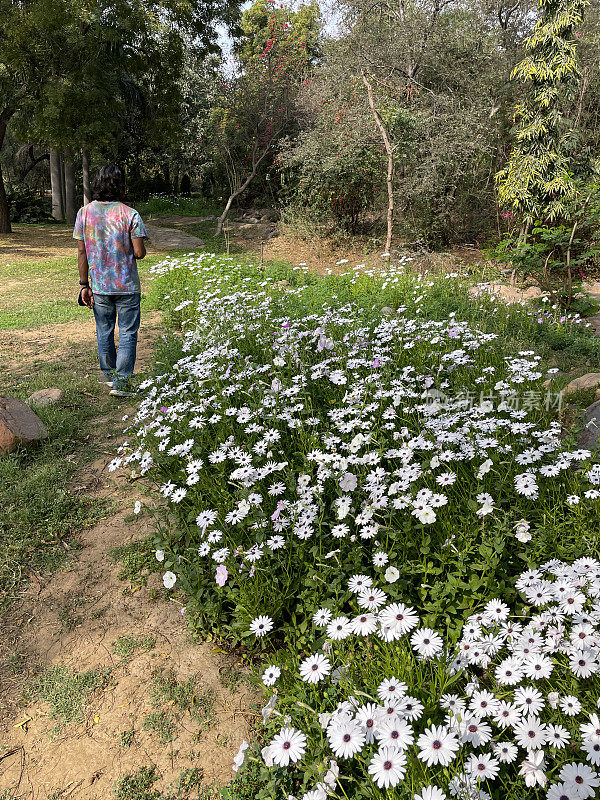 印度男子走在白色骨蕨雏菊花和花蕾旁边，花蕾是每年夏天的铺垫，阳光下的泥土小道，逐渐缩小的视角，后视图，聚焦于前景