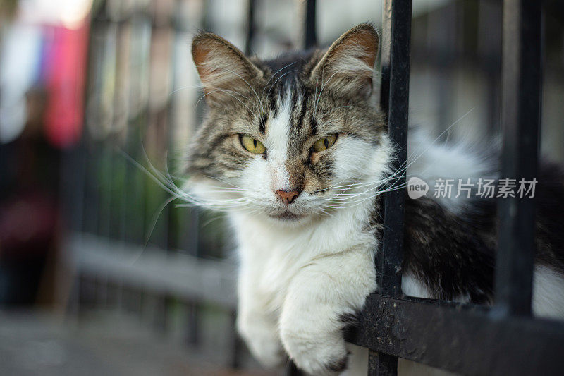 多色的流浪猫坐在铁栏杆上。