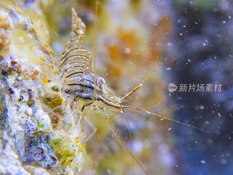 近距离拍摄的虾，布拉瓦海岸，德拉塞尔瓦港