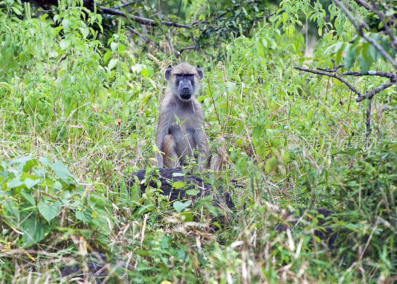 非洲马拉维马杰特国家公园，一只狒狒在看相机