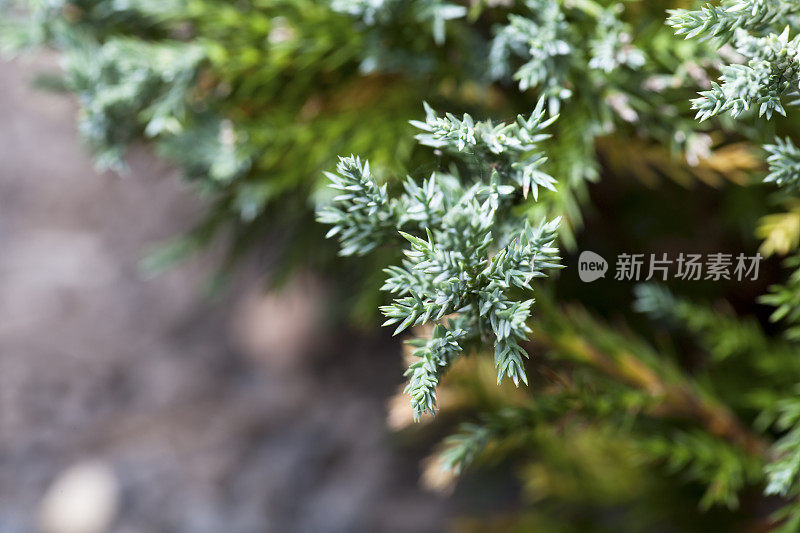 Juniperus