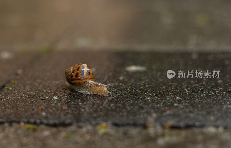 小鼻涕虫在雨后移动。