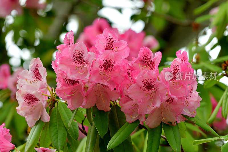 杜鹃花的花