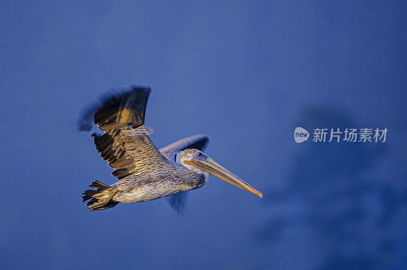 飞行中的褐鹈鹕