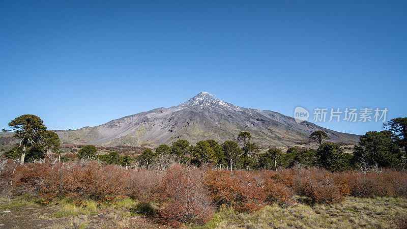 森林后面的火山