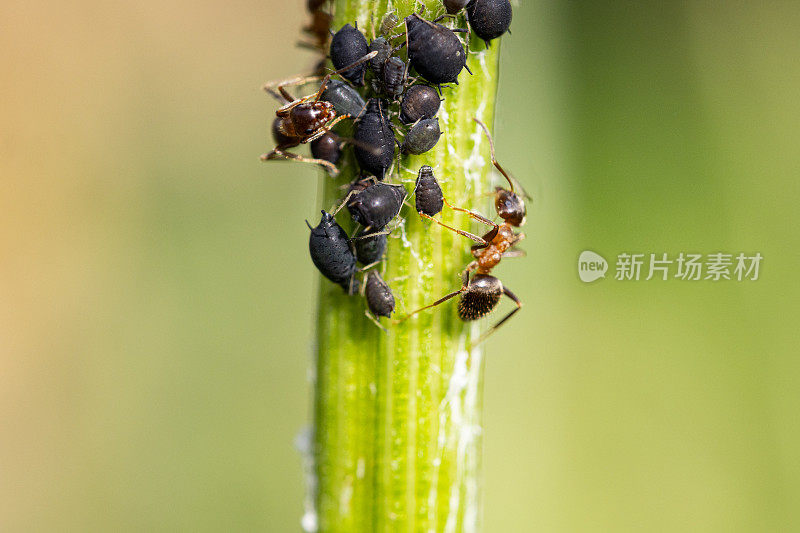 蚂蚁吸食植物茎上虱子液体的宏观研究