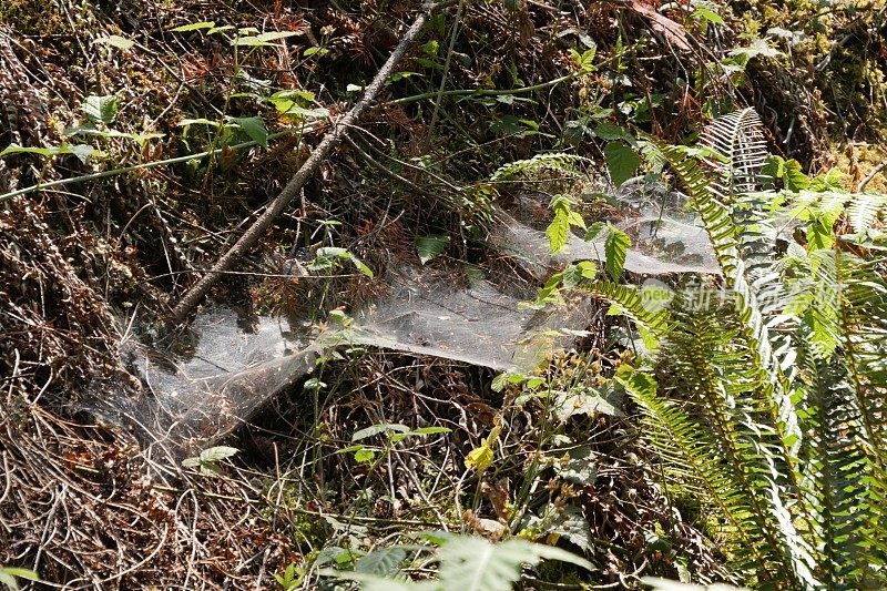 树林里蜘蛛网的特写