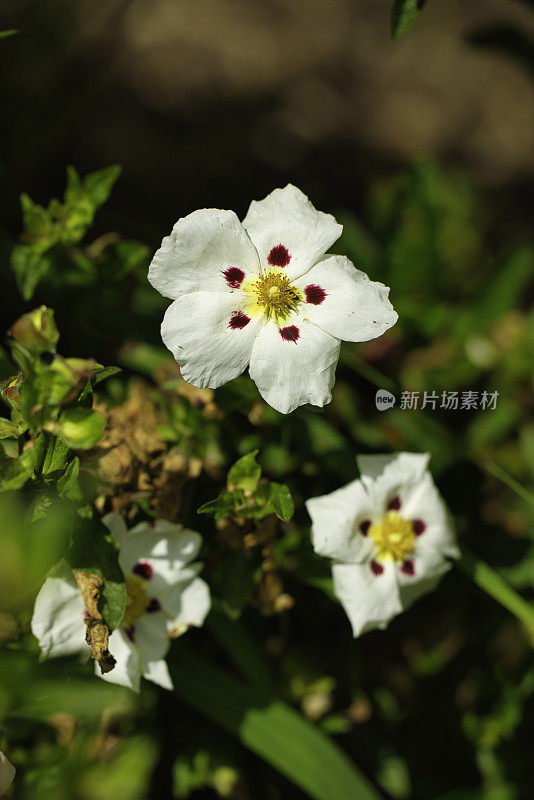 山茱萸，山茱萸，盛夏盛开