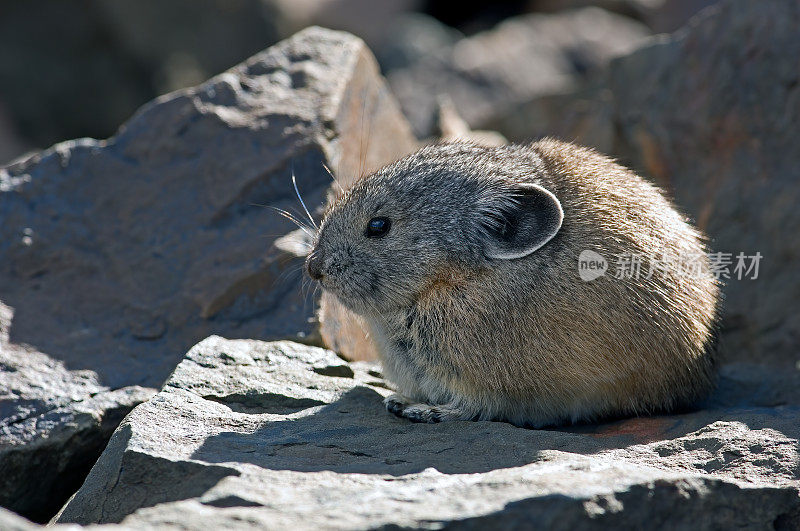 美国的鼠兔;Ochotona首要的;加利福尼亚的怀特山脉;Langomorpha,鼠兔科