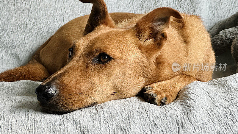 狗的肖像，正面躺在沙发上，耳朵向上