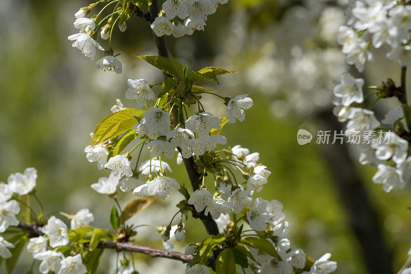 苹果树枝上开着白色的花果