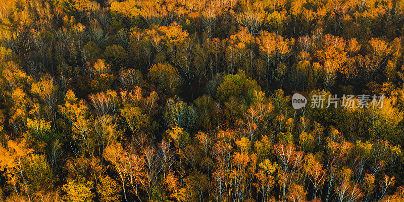 秋季森林鸟瞰图。无人机摄影。字段。可持续性。保护自然