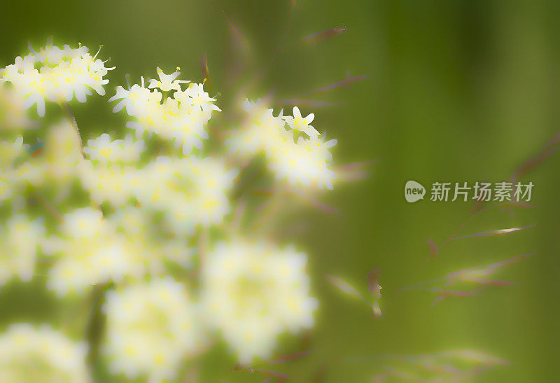 野花草地上的傻瓜欧芹