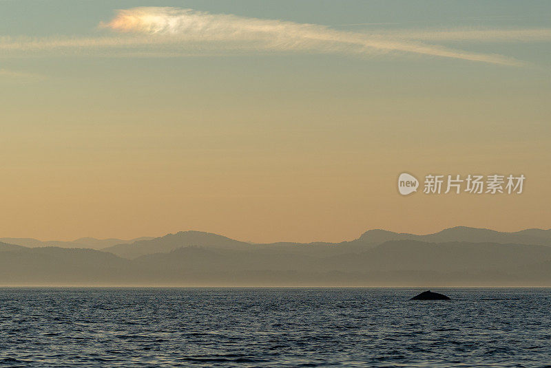 雄伟的座头鲸在一个充满活力的日出在胡安德富卡海峡附近的圣胡安群岛和维多利亚加拿大