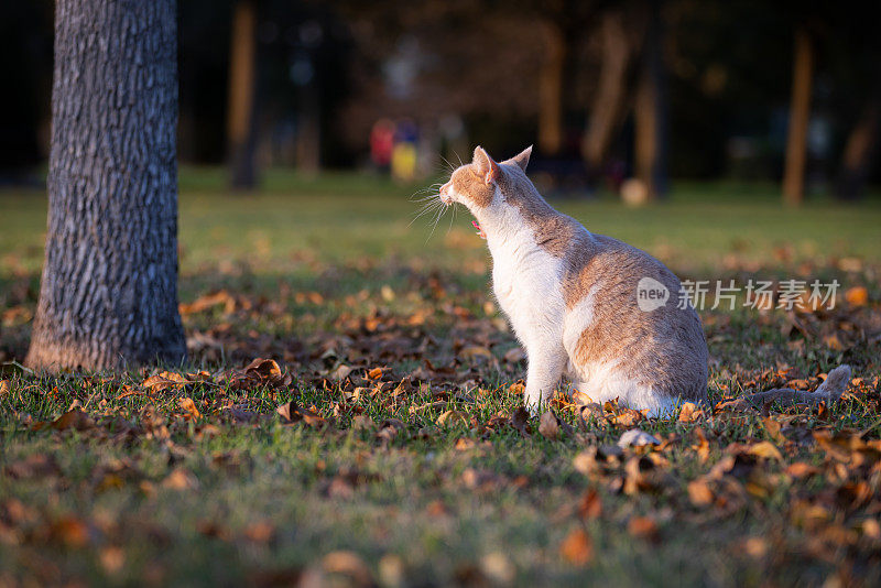 姜黄色的流浪猫在草地上打哈欠。