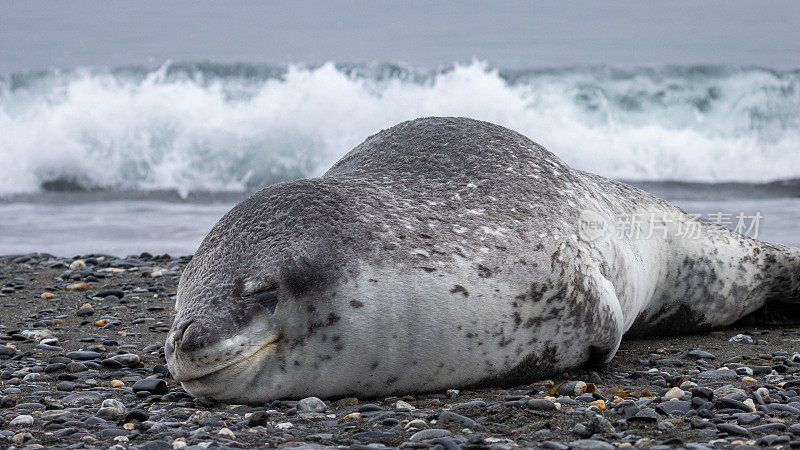 南极南乔治亚岛的豹海豹