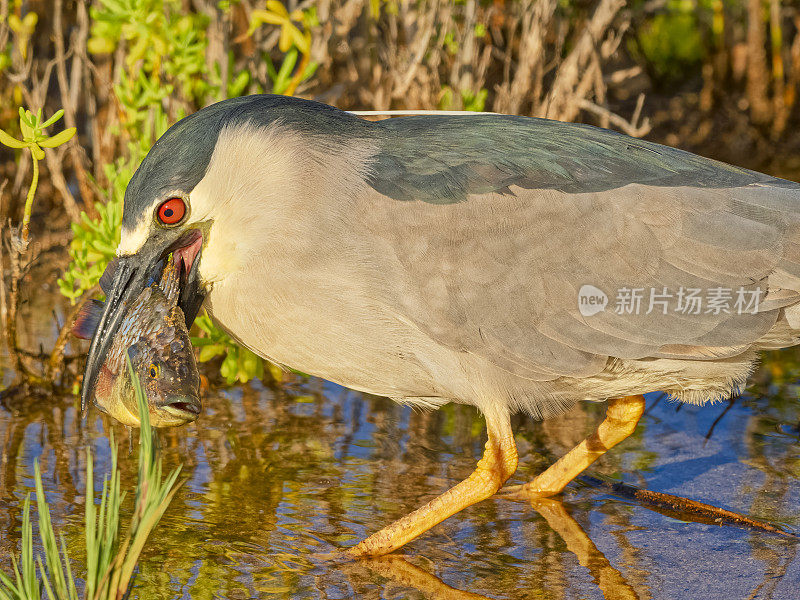 夏威夷的毛伊岛