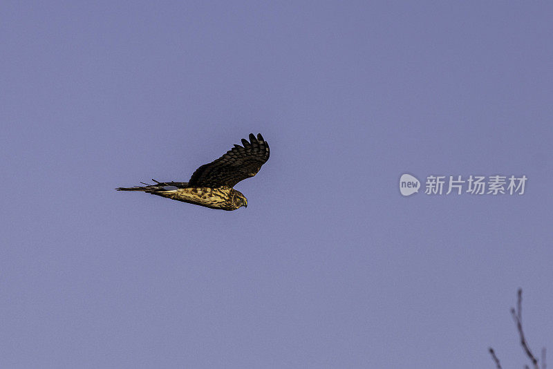 在沼泽上空翱翔的北方鹞。加拿大bc三角洲。