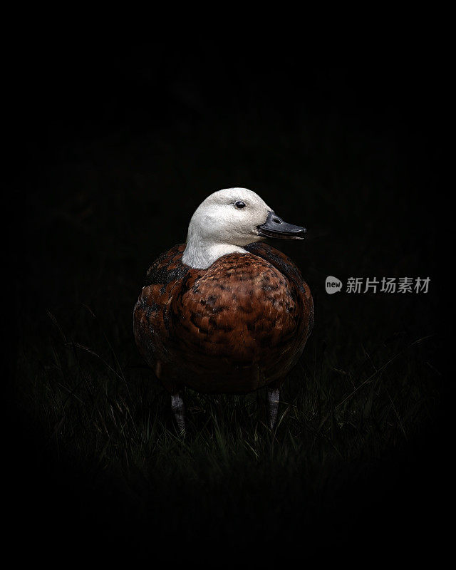 黑色背景天堂鸭雌性特写镜头