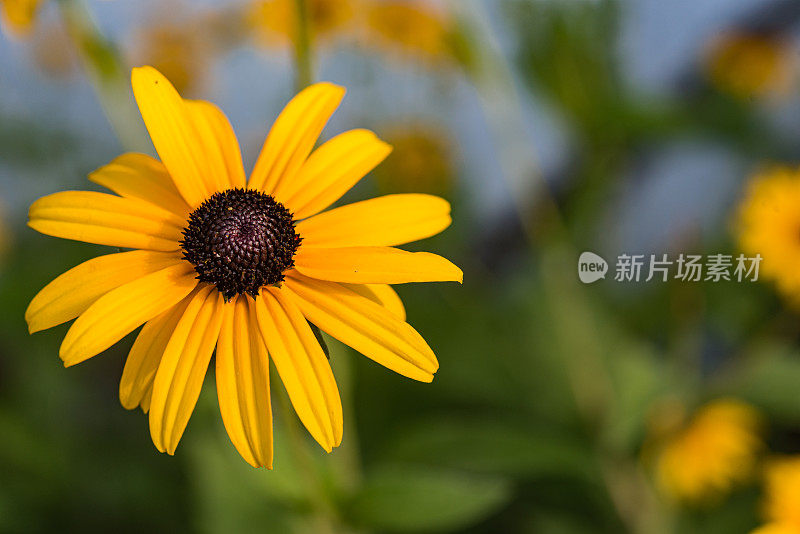 夏日花园中耶路撒冷洋蓟的黄色花朵