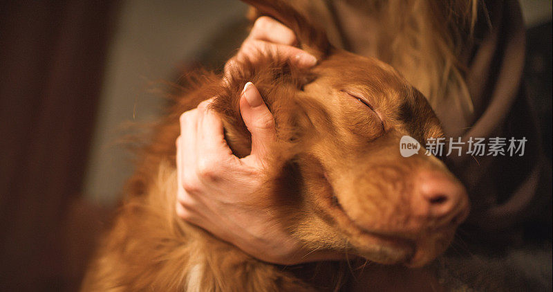 一个红头发的女人抚摸着她的新斯科舍猎犬。