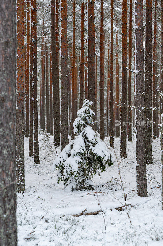 松树林中一棵孤零零的冷杉，被雪覆盖着